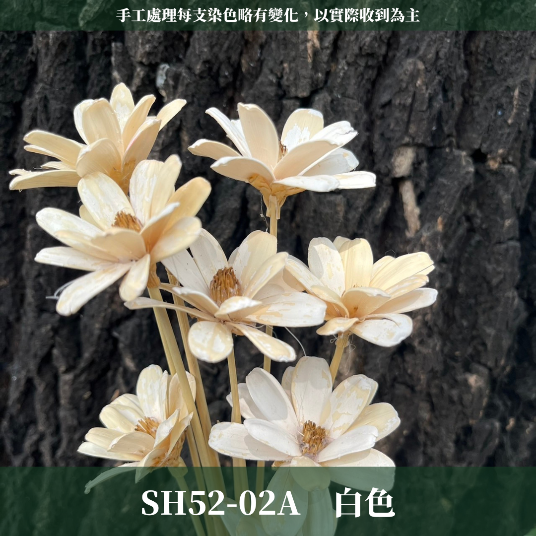 SH52 原裝小雛菊瓜子花｜此區已售完，請私訊或主頁"小雛菊瓜子花"