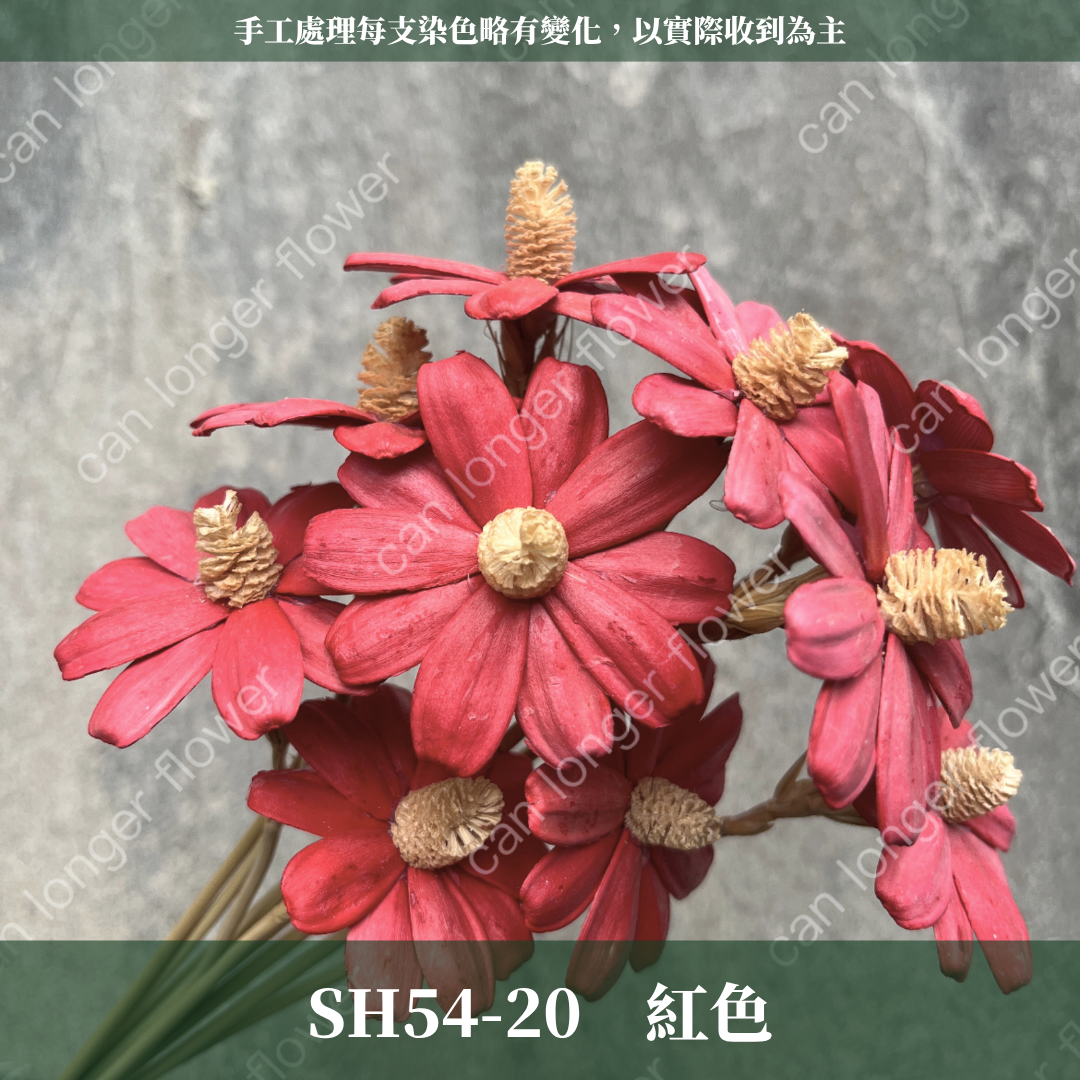 完售 SH54 小雛菊花頭 原裝 十支裝 台灣現貨