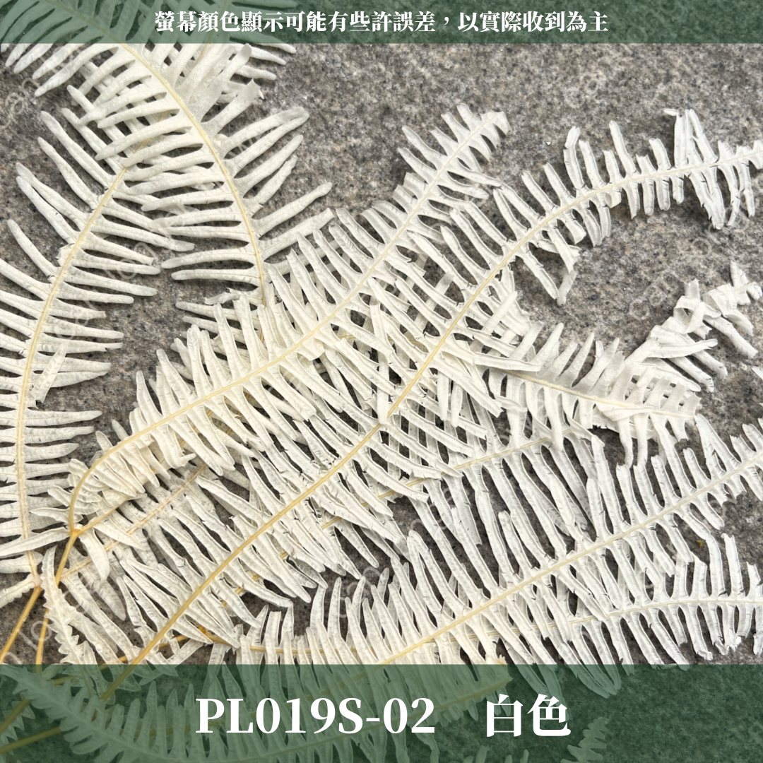 DL019s/PL019s 芒萁 小份量 蕨葉 姬蕨葉 碗蕨 高山羊齒  台灣現貨