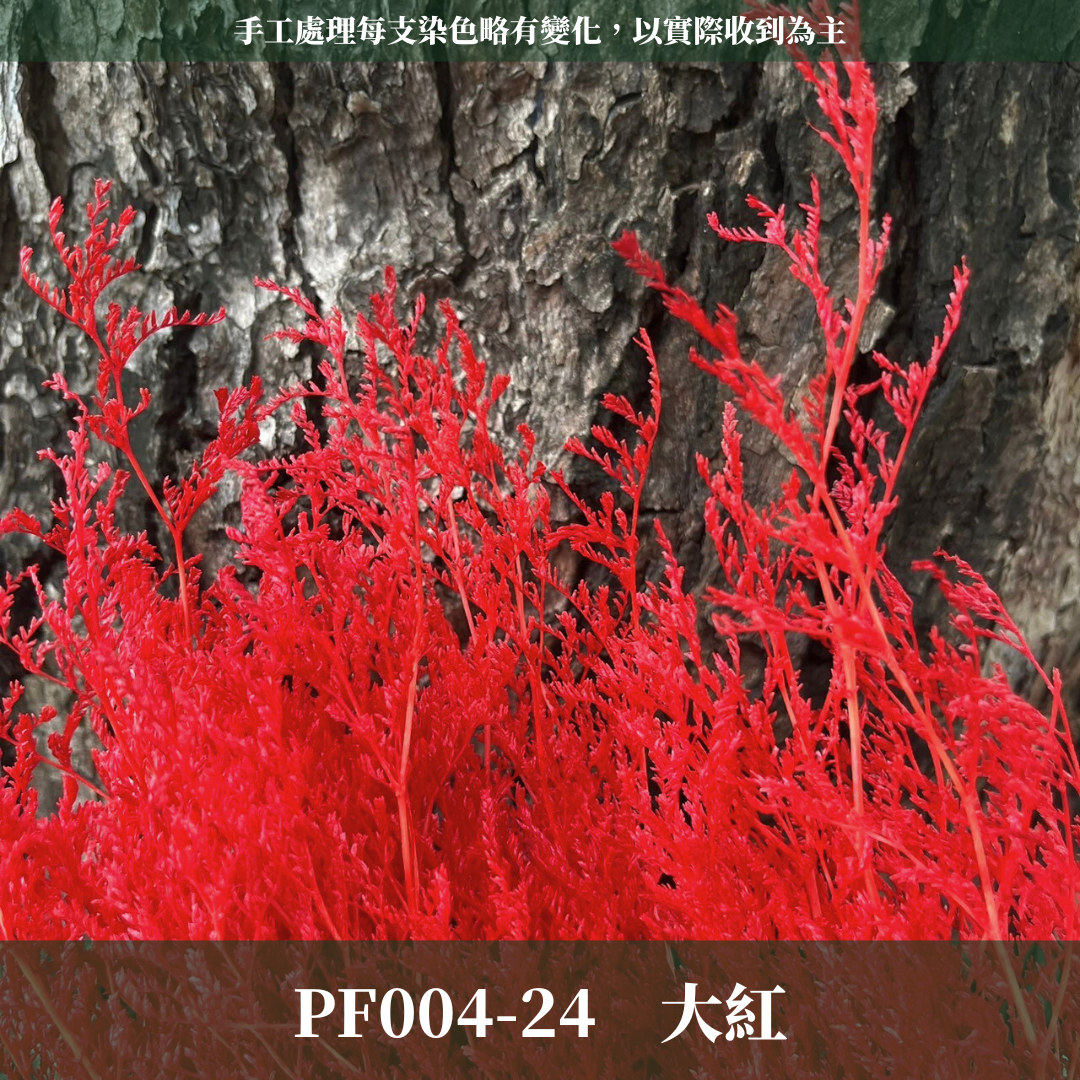 PF004 原裝卡斯比亞｜情人草