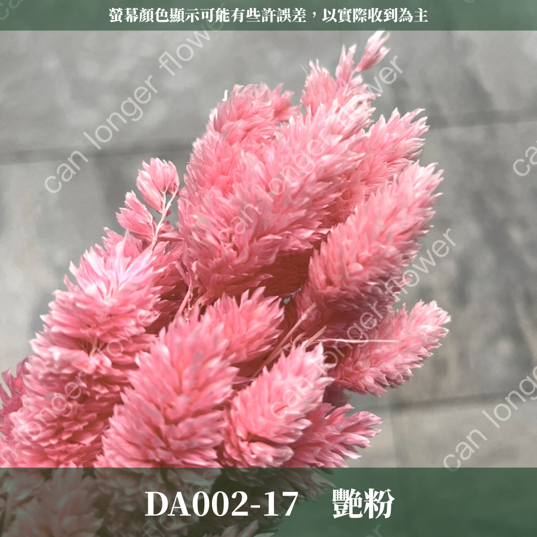 DA002 加那利 台灣現貨