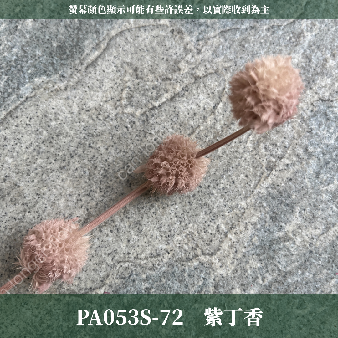 PA053S 棒棒糖 小份量（五頭）