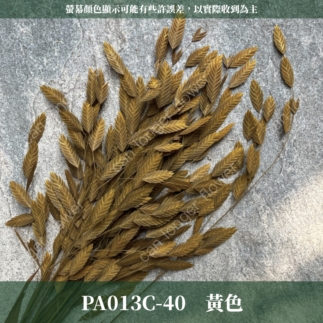 PA013 原裝小判草 小盼草 大凌風草 永生