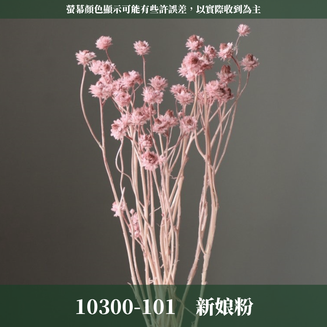 10300 漂色銀苞菊｜永生銀苞菊 乾燥銀苞菊 日本大地農園 日本銀苞菊 進口花材 日本乾燥花 日本花材 アンモビューム・ビューティー