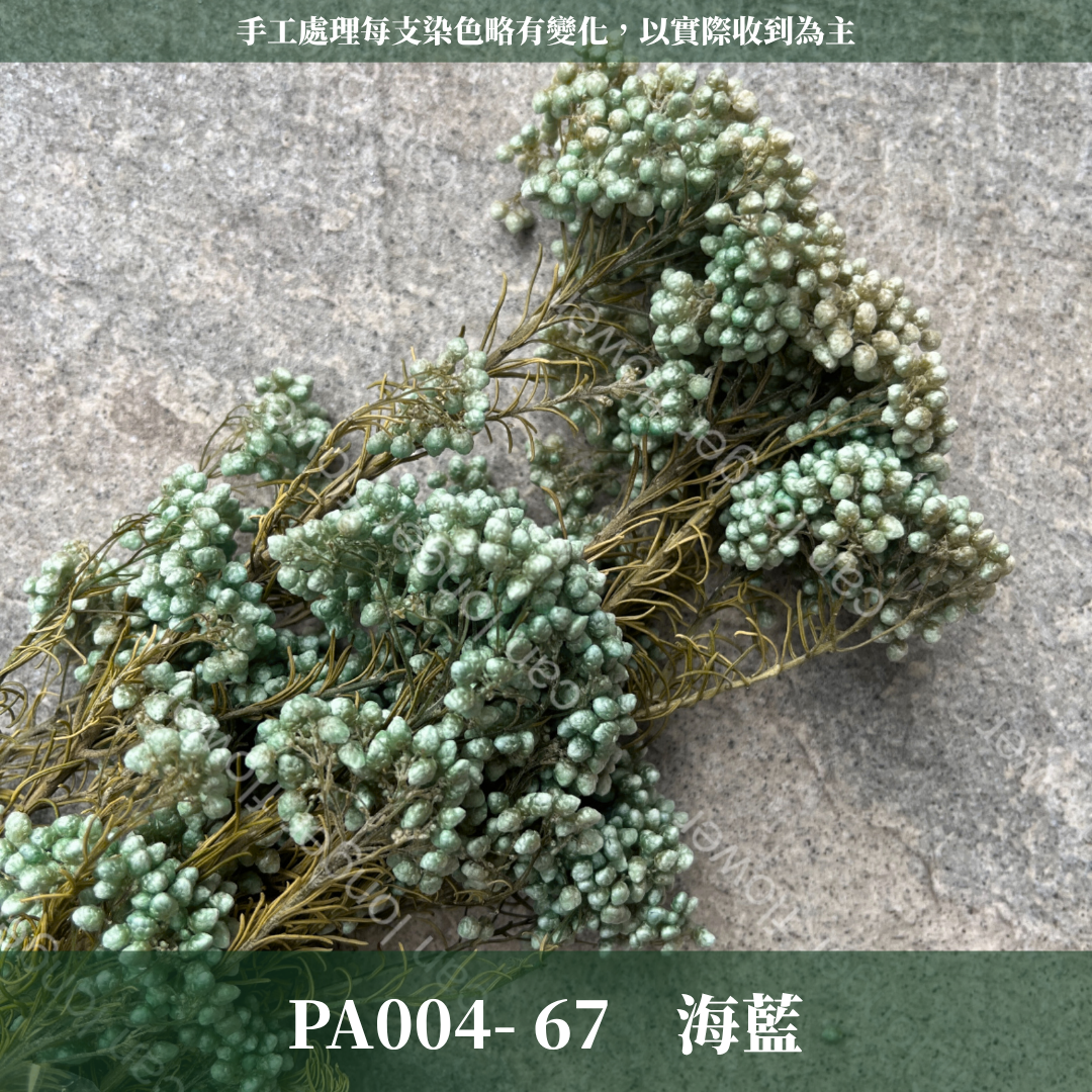 PA004 原裝米香｜永生水稻花 不凋小米花 花束配材 乾燥花 桌花 花盅 插花 花藝師 CP質教學材料 永生花居家佈置