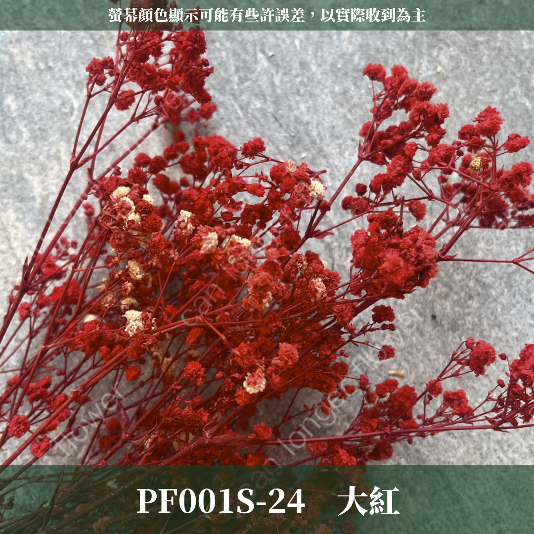 PF001S 滿天星 夢幻星 永生花 小份量