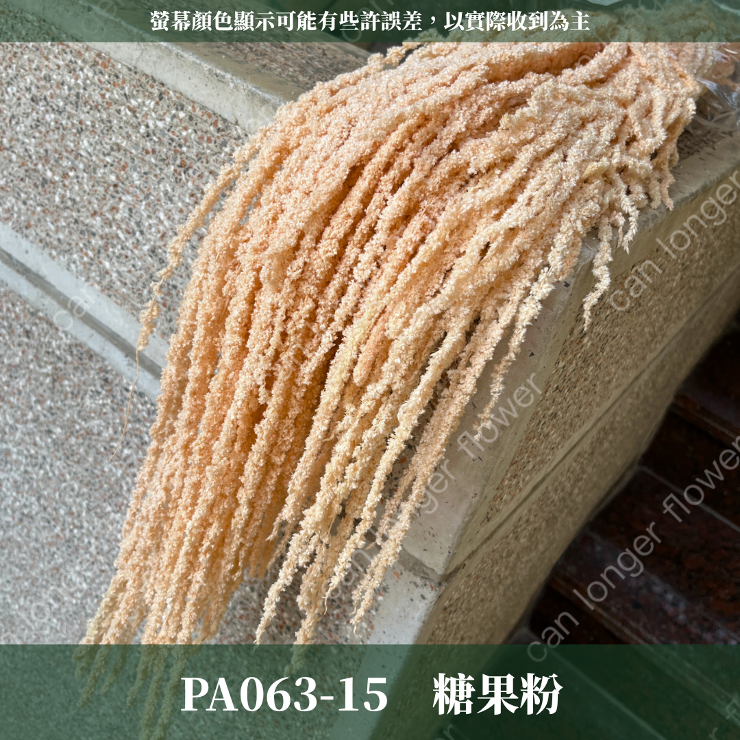 PA063 原裝柔麗絲 永生柔麗絲 永生花 永生花材 紅藜 彩虹米