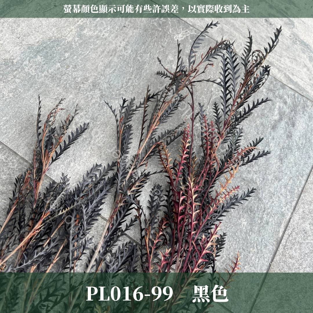 PL016-S 劍齒葉 (10克) 小份量 台灣現貨