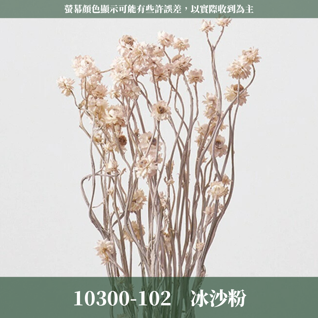 10303 銀苞菊 乾燥銀苞菊 日本大地農園 日本銀苞菊 進口花材 日本乾燥花 日本花材 アンモビューム