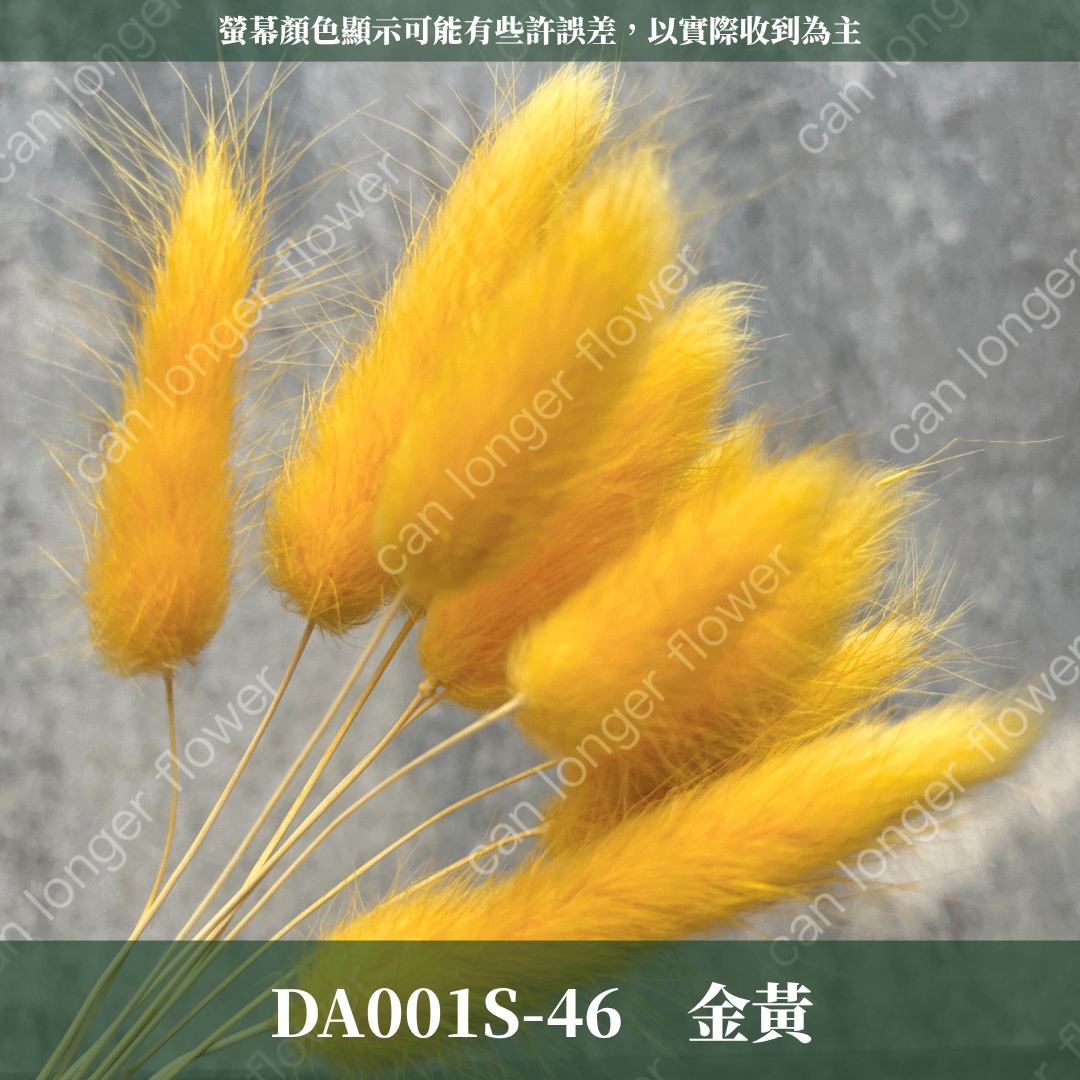DA001S 兔尾草 10支 小份量 台灣現貨