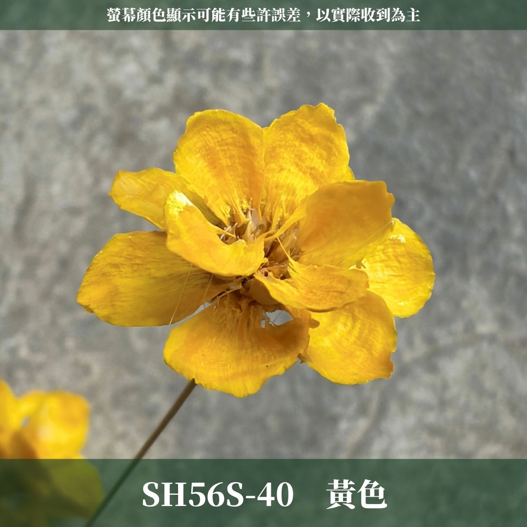 SH56S 手工銀連花 單支｜9種顏色！A級乾燥花材料包 手工花主花 永生花 不凋花瓜子花花材 花束花材 花藝師必買