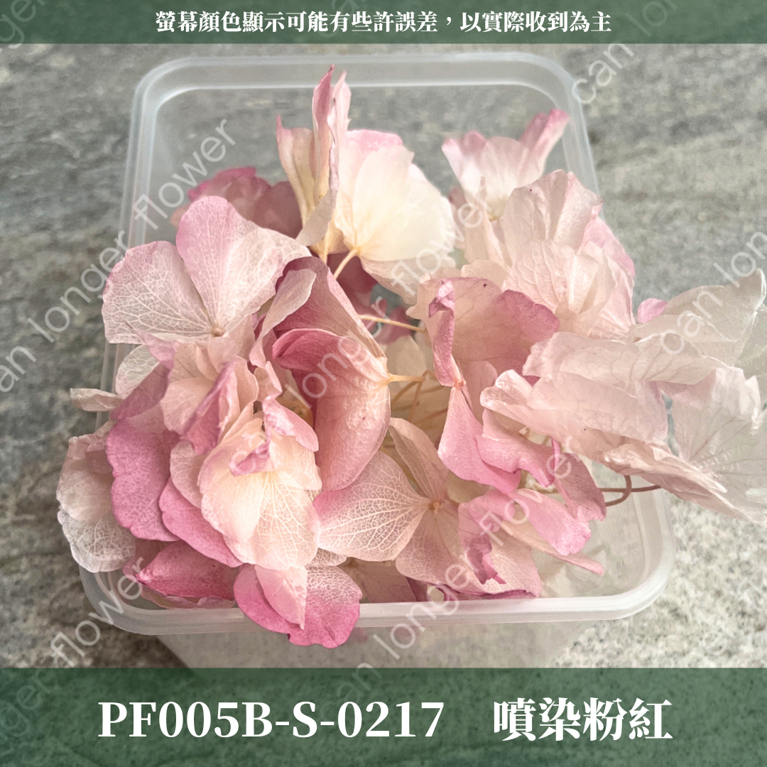 PF005B-S 大葉繡球(10克) 盒裝 紫陽花 夢幻漸變繡球 台灣現貨