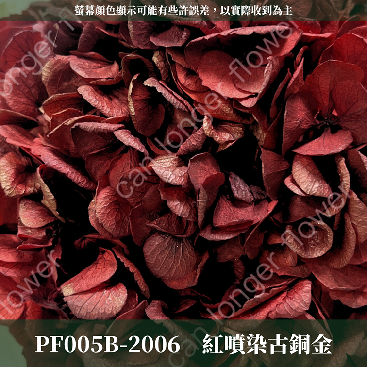 PF005B 大葉繡球 台灣現貨 繡球花 紫陽花 永生繡球 乾燥繡球