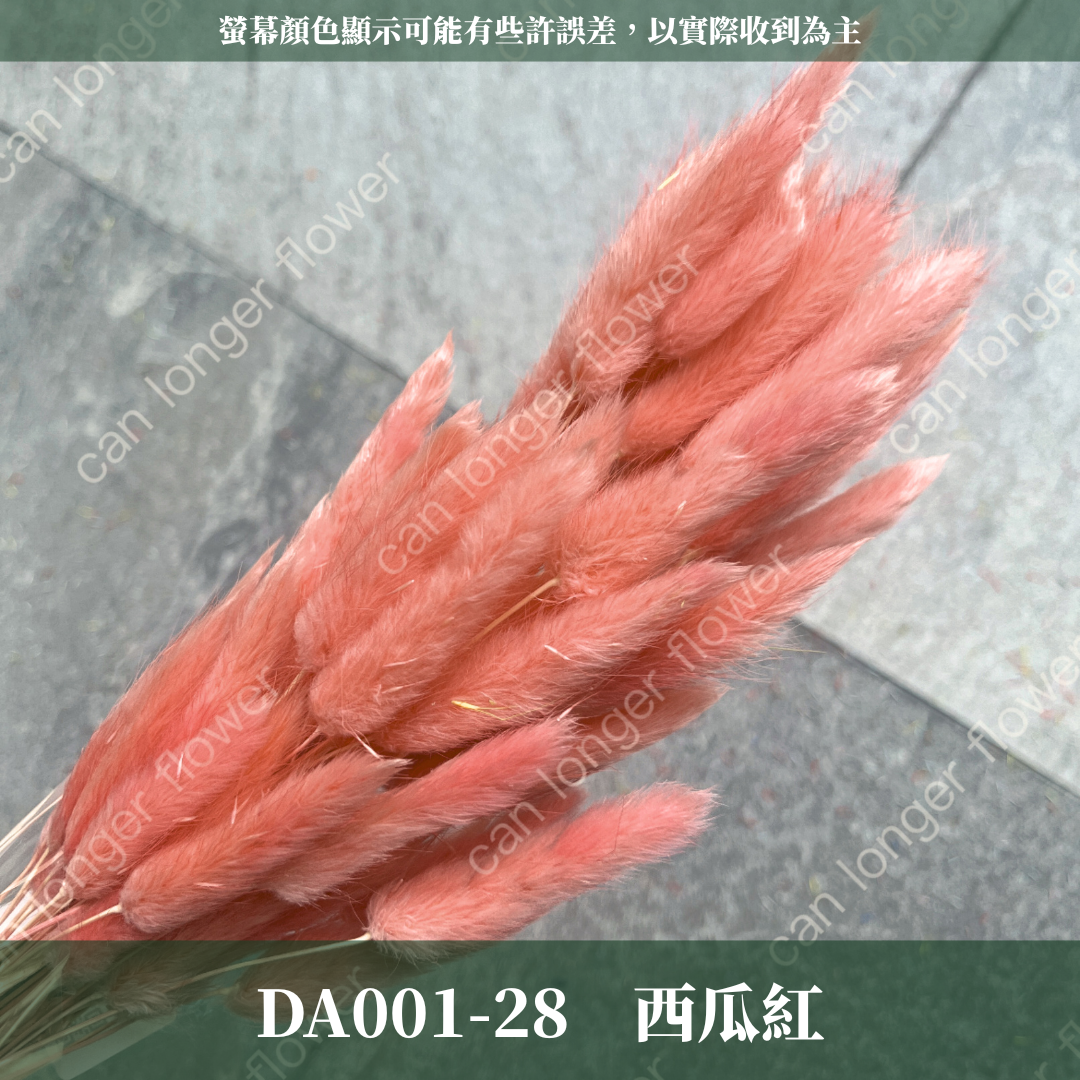 DA001 原裝兔尾草｜彩色兔尾草 乾燥永生花 花束花材 莫蘭迪色 插花DIY 拍照道具 乾燥兔尾草 乾燥花
