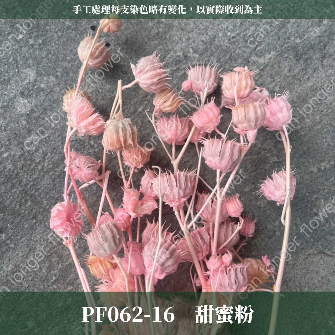 ✿ 台灣現貨 ✿  PA062 年輪果