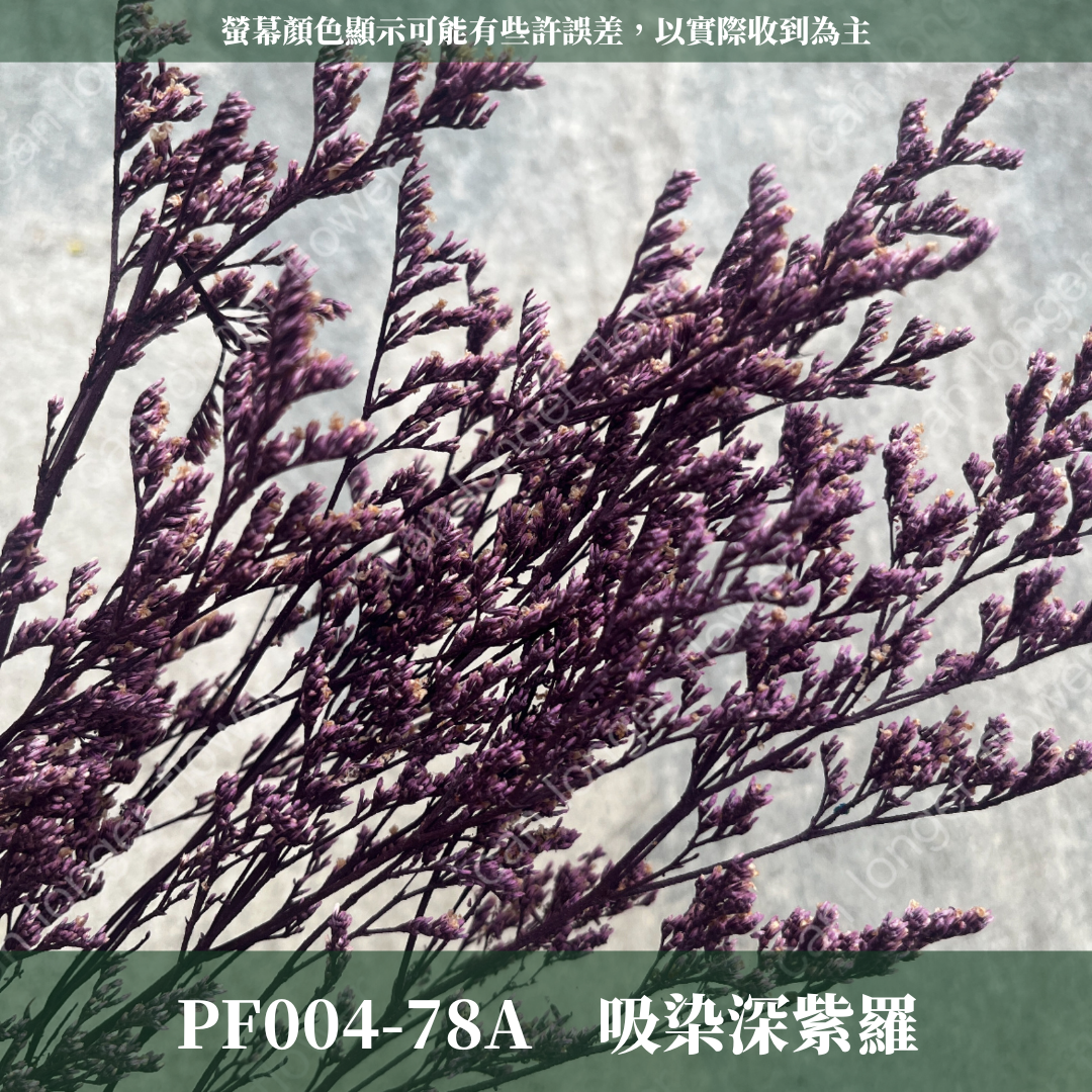 PF004S 卡斯比亞/情人草 10克 永生花 吸色/漂色 小份量