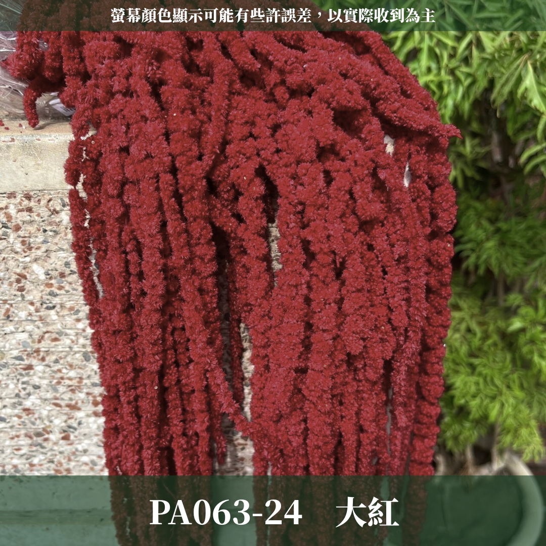 PA063 原裝柔麗絲 永生柔麗絲 永生花 永生花材 紅藜 彩虹米