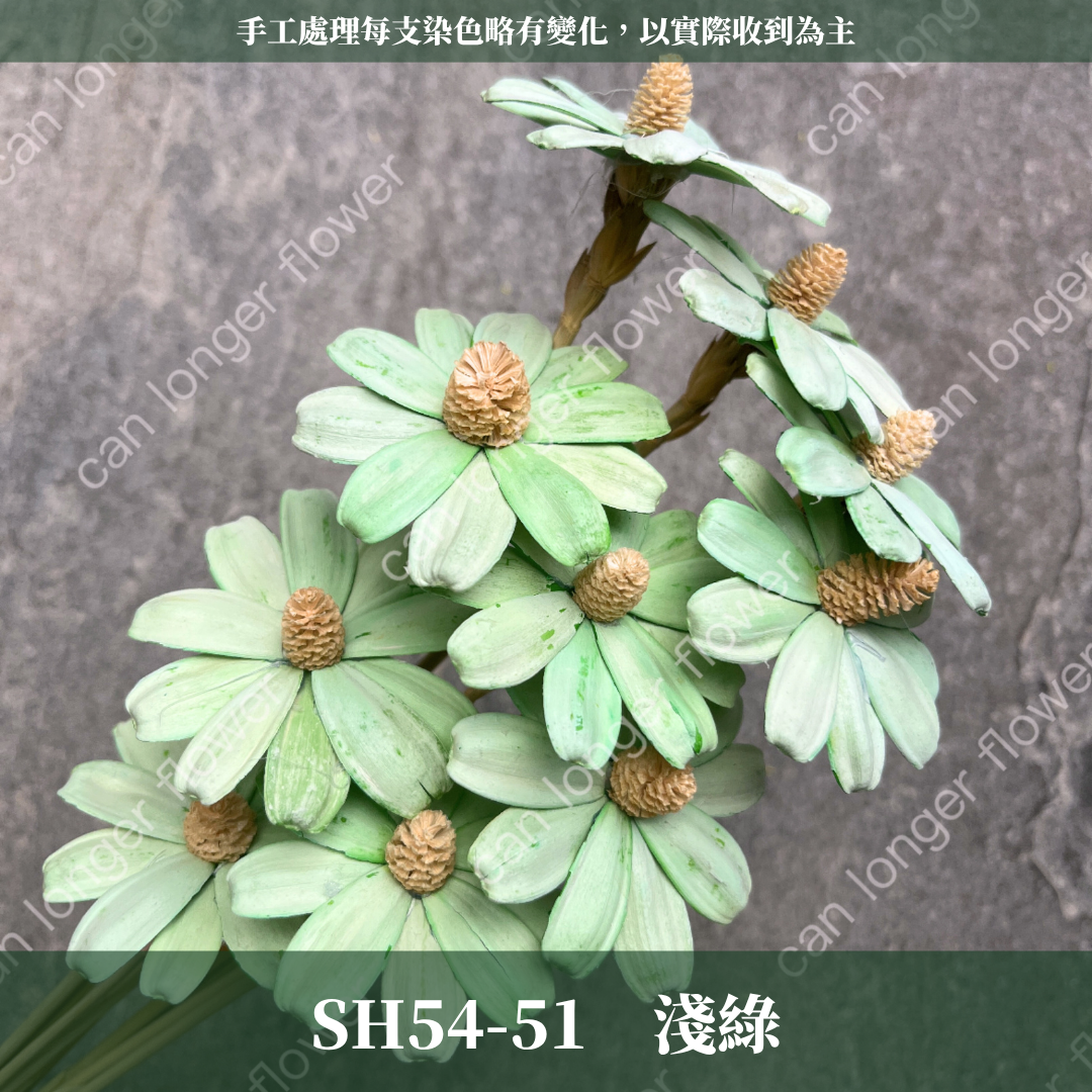 完售 SH54 小雛菊花頭 原裝 十支裝 台灣現貨