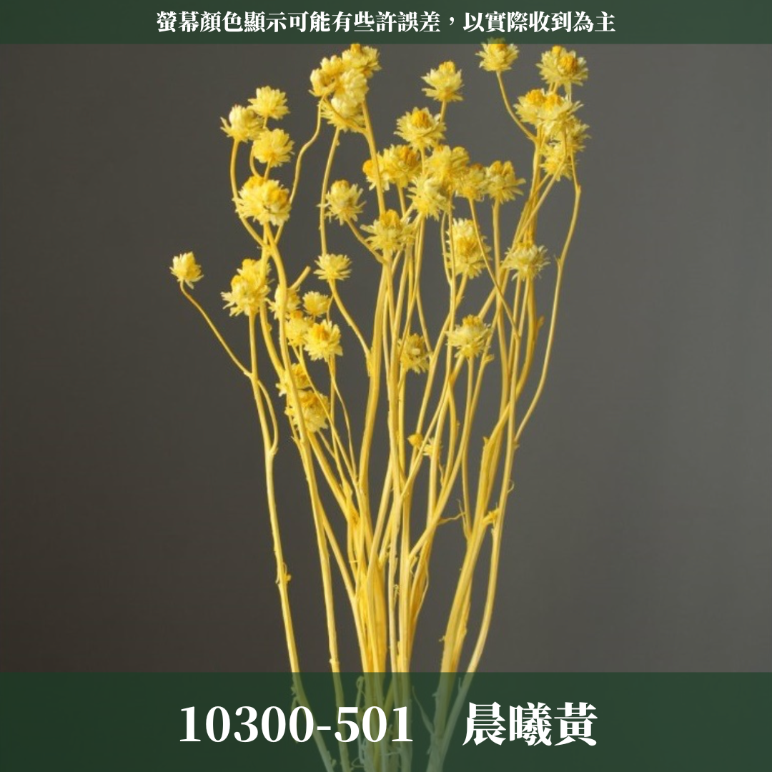 10300 漂色銀苞菊｜永生銀苞菊 乾燥銀苞菊 日本大地農園 日本銀苞菊 進口花材 日本乾燥花 日本花材 アンモビューム・ビューティー