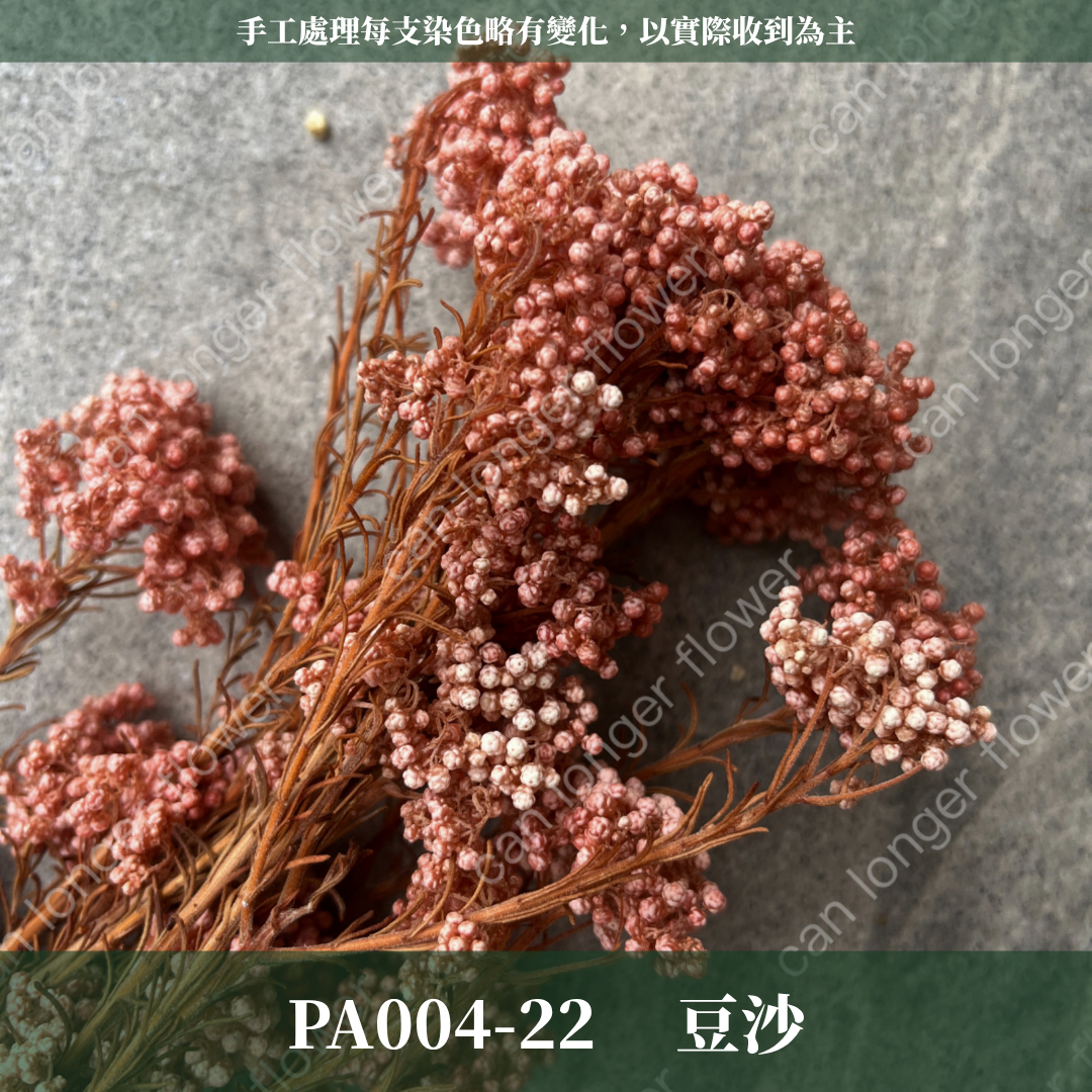 PA004 原裝米香｜永生水稻花 不凋小米花 花束配材 乾燥花 桌花 花盅 插花 花藝師 CP質教學材料 永生花居家佈置