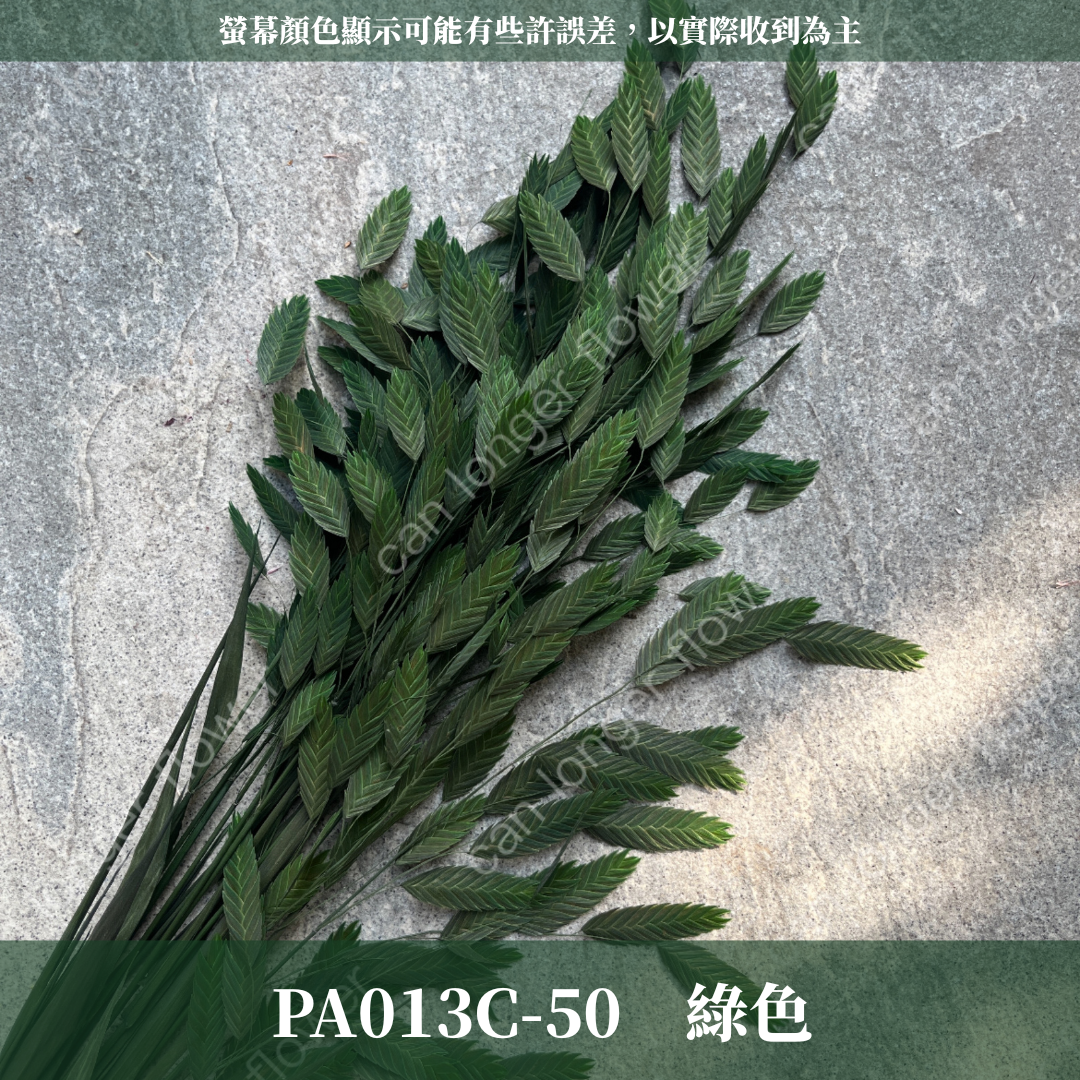 PA013 原裝小判草 小盼草 大凌風草 永生