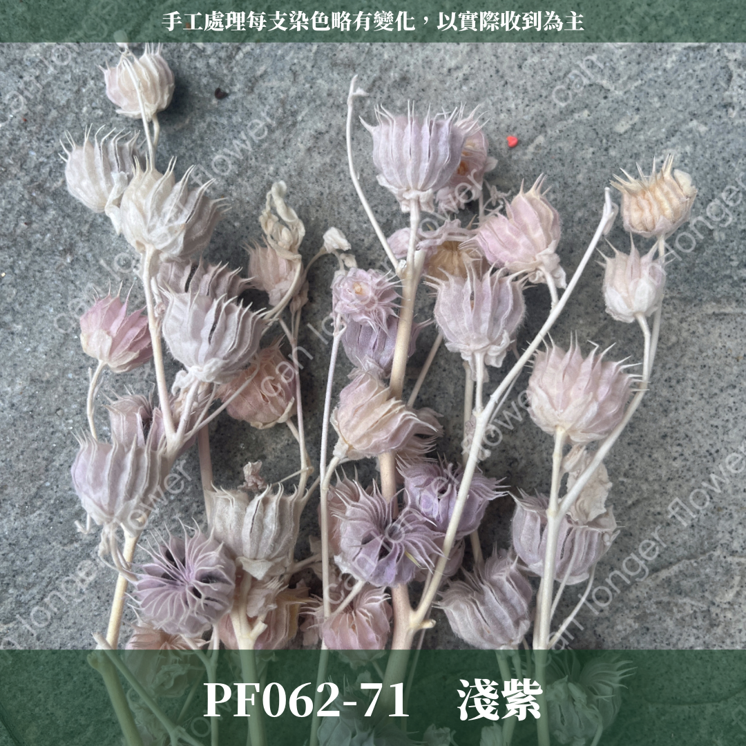 ✿ 台灣現貨 ✿  PA062 年輪果