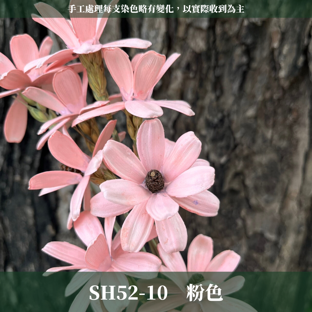 SH52 原裝小雛菊瓜子花｜此區已售完，請私訊或主頁"小雛菊瓜子花"