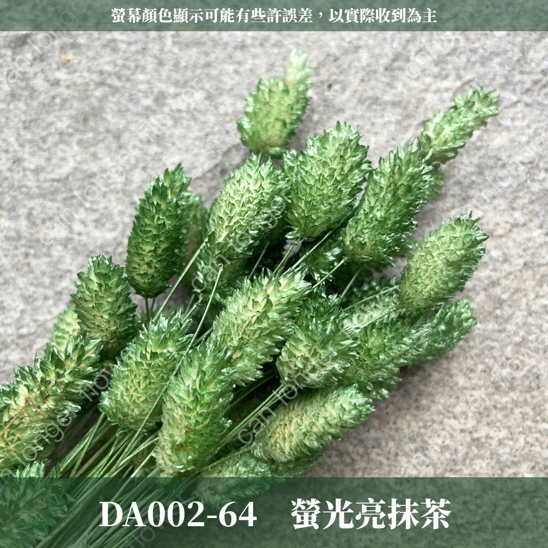 DA002 加那利 台灣現貨