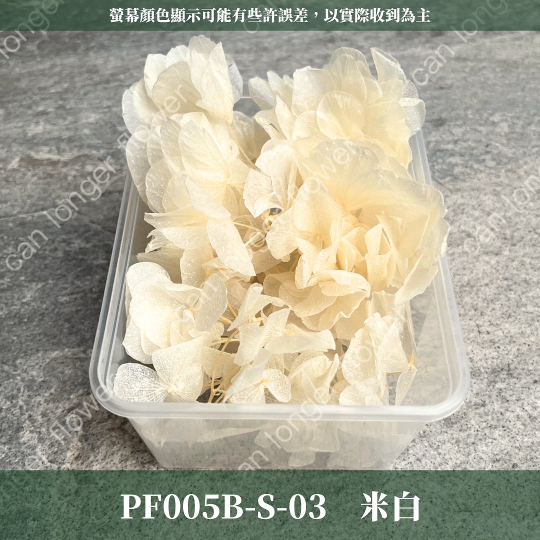 PF005B-S 大葉繡球(10克) 盒裝 紫陽花 夢幻漸變繡球 台灣現貨