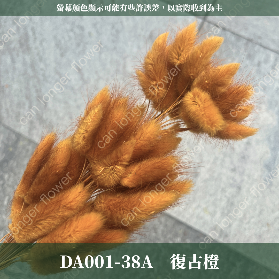 DA001 原裝兔尾草｜彩色兔尾草 乾燥永生花 花束花材 莫蘭迪色 插花DIY 拍照道具 乾燥兔尾草 乾燥花
