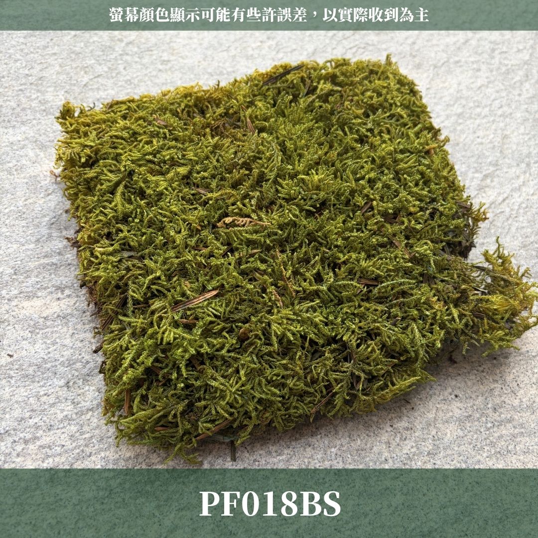 PF018BS 永生大灰蘚經濟包｜苔蘚生態造景DIY 鋪面造景模型草地 半水景生態缸 青苔生態瓶造景 微景觀 永生花草地