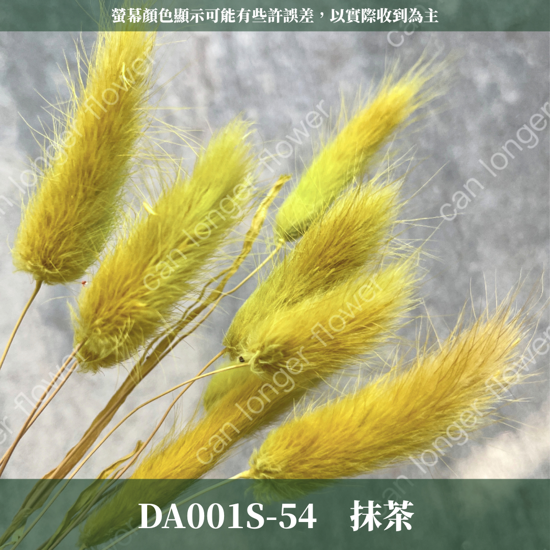 DA001S 兔尾草 10支 小份量 台灣現貨