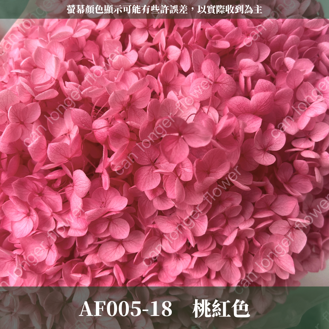 PF005 安娜繡球單支｜ A級 大份量 帶梗紫陽花 永生花 不凋花 乾燥花 DIY花材 拍攝道具 漸變花藝繡球 浮游花