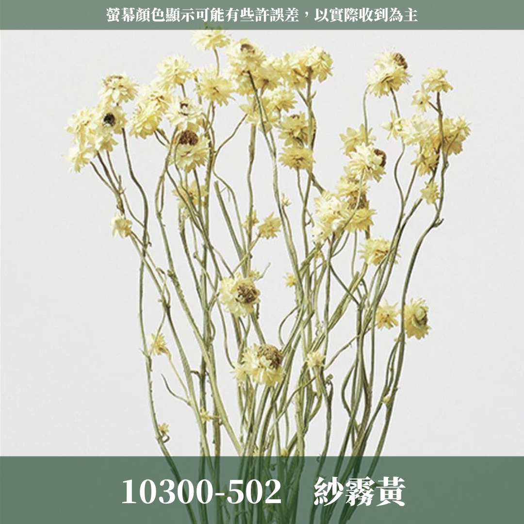 10303 銀苞菊 乾燥銀苞菊 日本大地農園 日本銀苞菊 進口花材 日本乾燥花 日本花材 アンモビューム