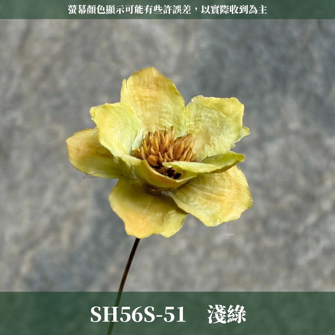 SH56S 手工銀連花 單支｜9種顏色！A級乾燥花材料包 手工花主花 永生花 不凋花瓜子花花材 花束花材 花藝師必買