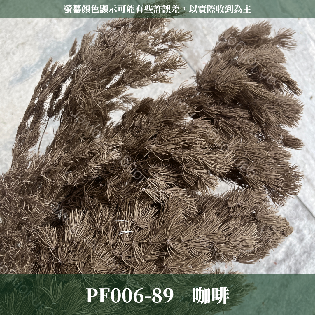 PF006 原裝蓬萊松｜ 永生蓬莱松 不凋蓬萊松 進口蓬萊松 萬壽松 A級永生蓬萊松 松樹 手作花材 花藝設計 台灣現貨 不凋花 永生花 聖誕鬆 聖誕花圈材料 聖誕樹材料 浮游花材料包 壽松 材料包