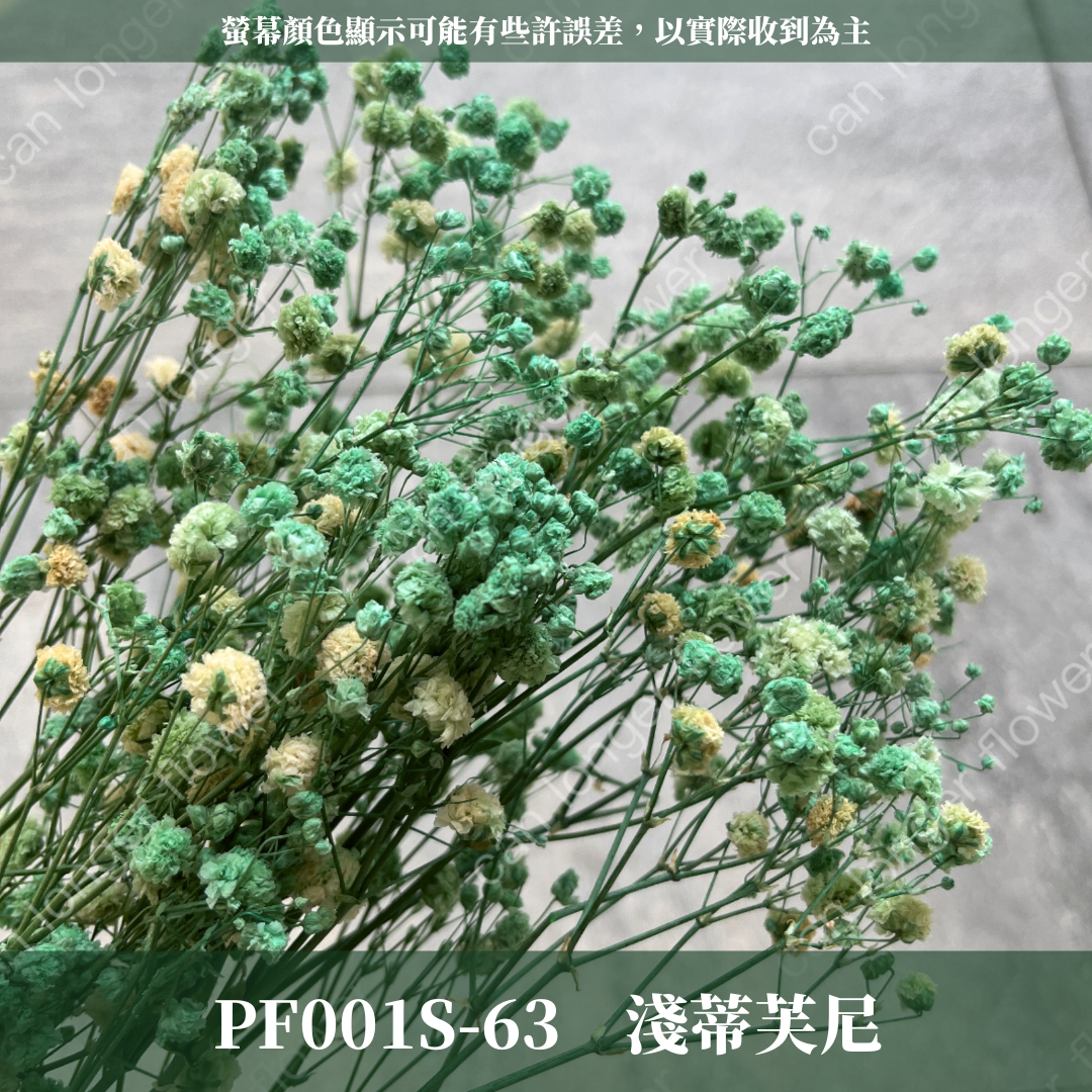 PF001S 滿天星 夢幻星 永生花 小份量