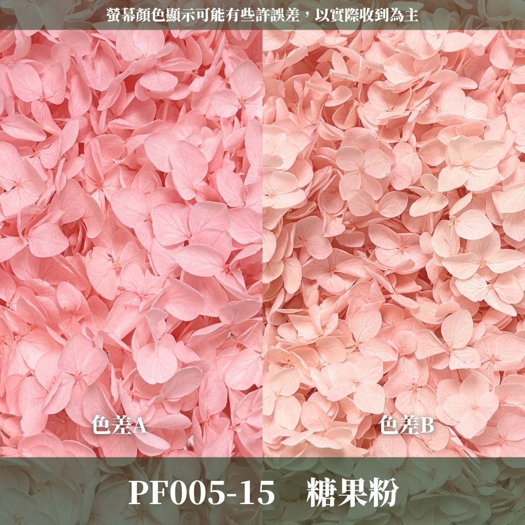 PF005 安娜繡球單支｜ A級 大份量 帶梗紫陽花 永生花 不凋花 乾燥花 DIY花材 拍攝道具 漸變花藝繡球 浮游花