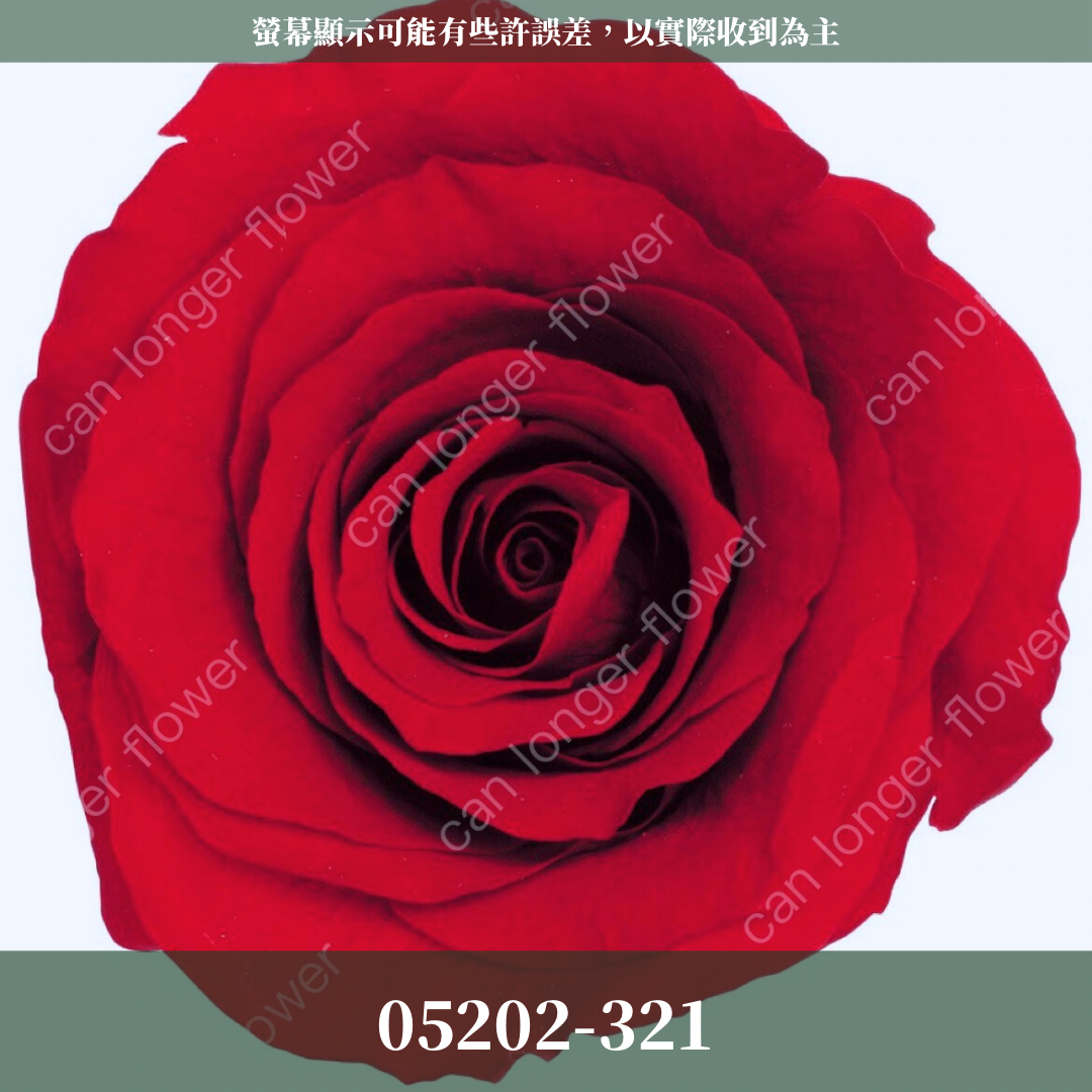 05202 大玫瑰