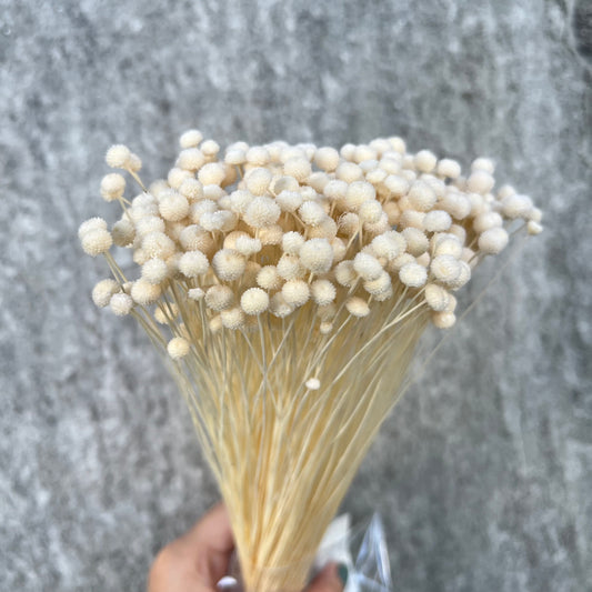 30150迷你鈕扣菊 (50頭)
