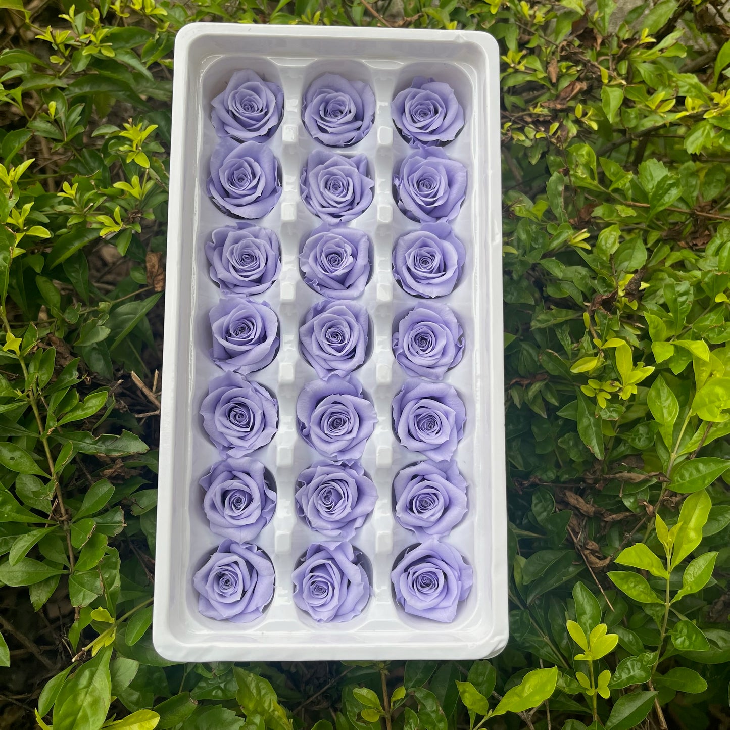 R21 二十一輪玫瑰