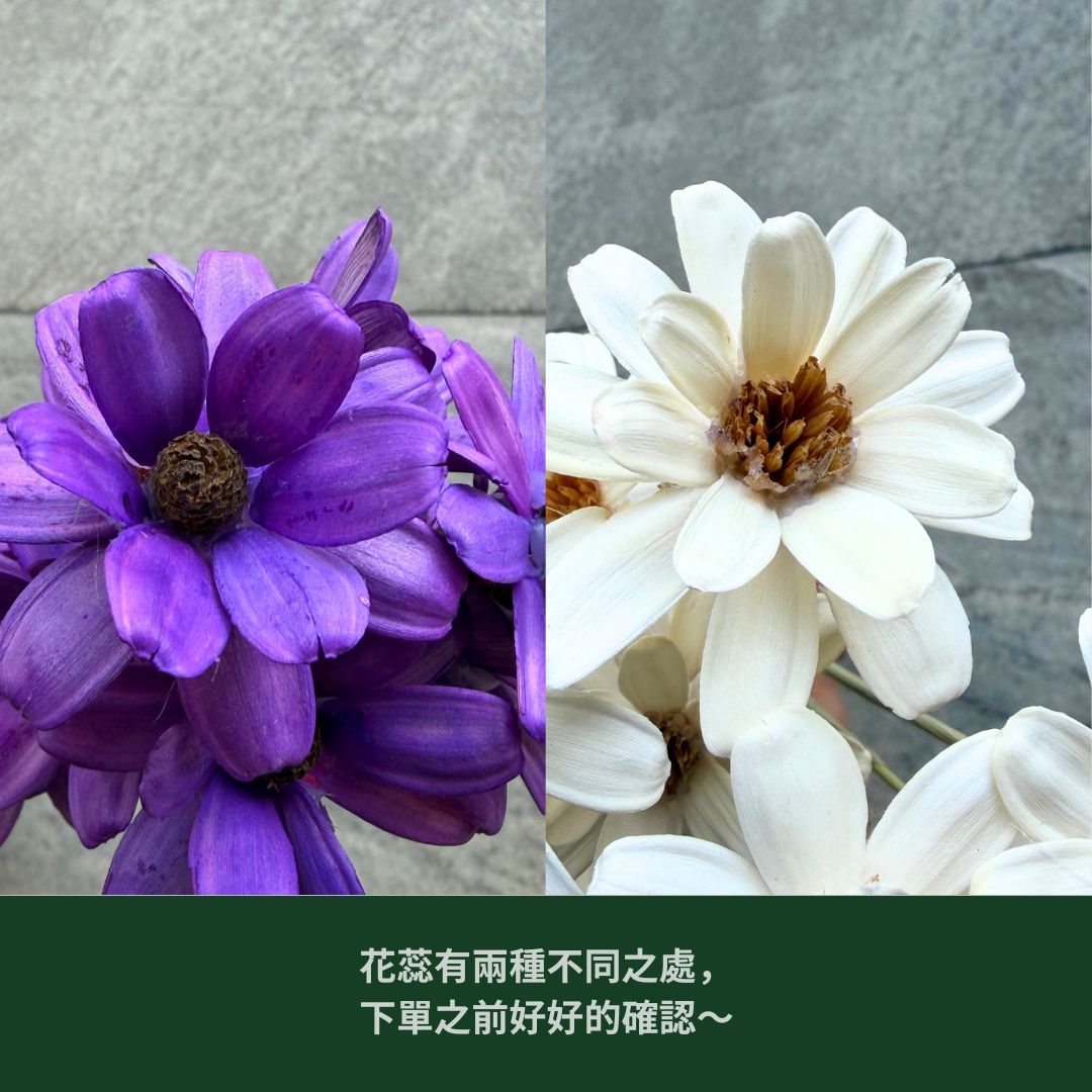 SH52 原裝小雛菊瓜子花｜5cm｜木片花 手工花 乾燥花 乾花新瓜子花 不凋花 永生花 花束花材 捧花材料 胸花手作