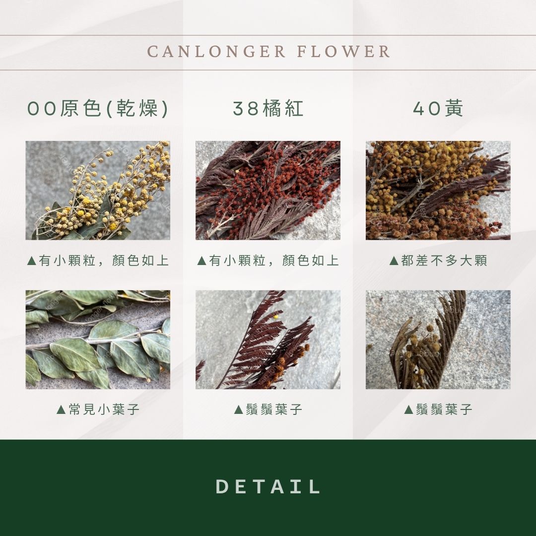 DA046 原裝乾燥金合歡｜台灣現貨