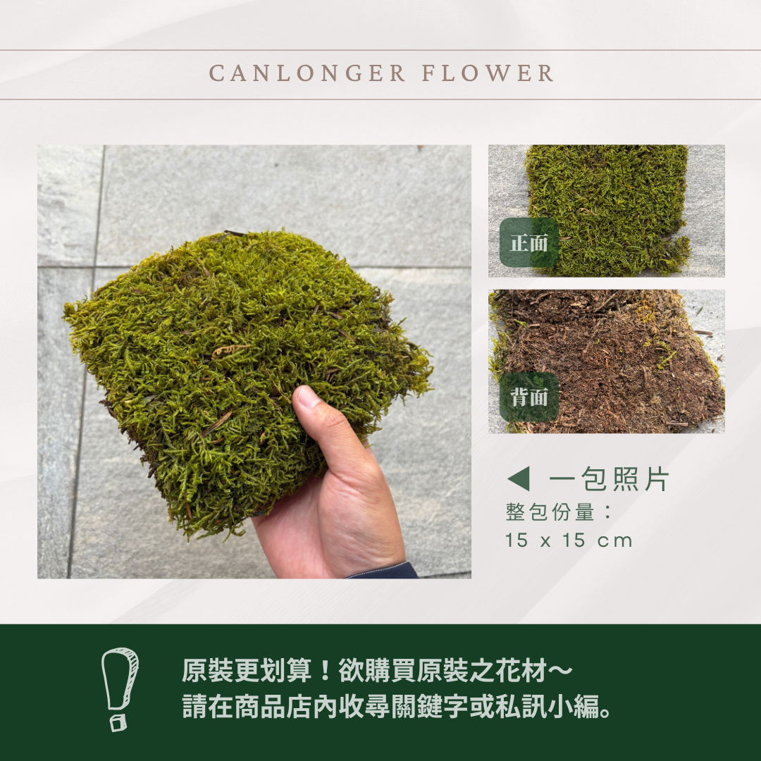 PF018BS 永生大灰蘚經濟包｜苔蘚生態造景DIY 鋪面造景模型草地 半水景生態缸 青苔生態瓶造景 微景觀 永生花草地