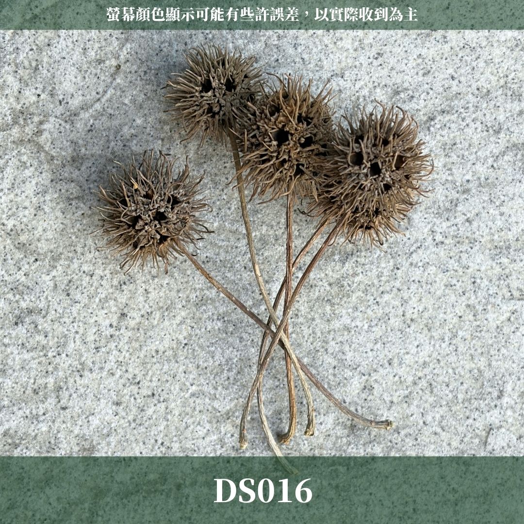 DS016 楓香果實｜天然楓香果實 台灣果實森林果 秋冬手作DIY素材 乾躁花材 花圈材料 裝飾道具 復古道具 拍照道具