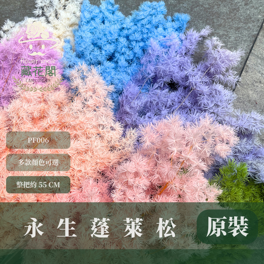 PF006 原裝蓬萊松｜ 永生蓬莱松 不凋蓬萊松 進口蓬萊松 萬壽松 A級永生蓬萊松 松樹 手作花材 花藝設計 台灣現貨 不凋花 永生花 聖誕鬆 聖誕花圈材料 聖誕樹材料 浮游花材料包 壽松 材料包