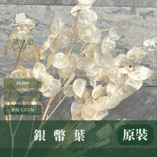 PL009 銀幣葉 原裝 銀貝葉 銀扇草 金錢花 台灣現貨