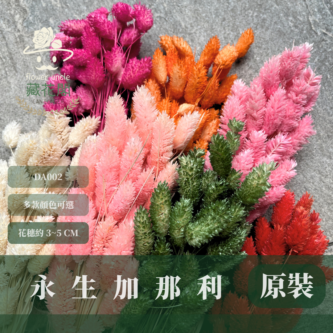 DA002 加那利 台灣現貨