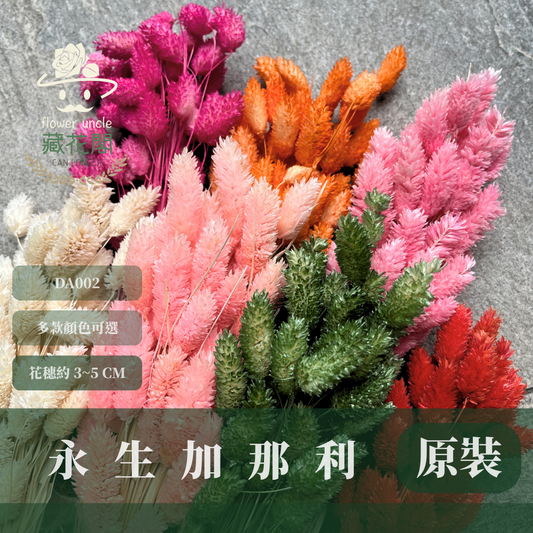 DA002 加那利 台灣現貨