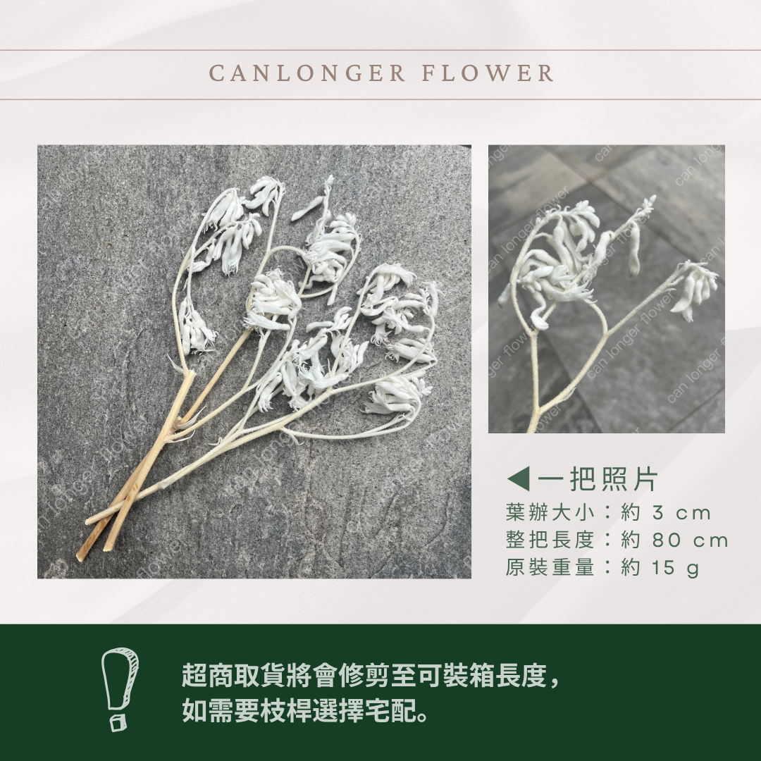 PA012s 袋鼠爪 小包 鼠爪花 台灣現貨 永生花材